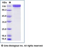 Sino Biological Recombinant Human VCAM-1/CD106 Protein (hFc Tag), Amine-Labeled