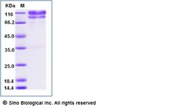 Sino Biological Recombinant Human CD34 Protein (hFc Tag), Amine-Labeled
