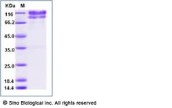 Sino Biological Recombinant Human CD34 Protein (hFc Tag), Amine-Labeled
