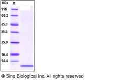Sino Biological Recombinant Human IL-8/CXCL8 Protein (aa 23-99), Quantity: