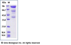 Sino Biological Recombinant Human Glypican 3/GPC3 Protein (495S/A, mFc