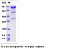 Sino Biological Recombinant Human Glypican 3/GPC3 Protein (495S/A, hFc