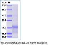 Sino Biological Recombinant Human CD27/TNFRSF7 Protein (His Tag), Amine-Labeled