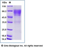 Sino Biological Recombinant Human CD27/TNFRSF7 Protein (ECD, hFc Tag),
