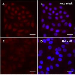 Biolegend Purified anti-ATF-2 [W21106A]; Isotype: Rat IgG2b κ; Reactivity: