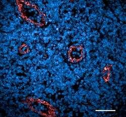 Biolegend Purified anti-VWF [A21125D/G]; Isotype: Mouse IgG2b κ; Reactivity: