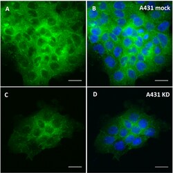 Biolegend Purified anti-CD2AP [W21094A]; Isotype: Rat IgG2a κ; Reactivity: