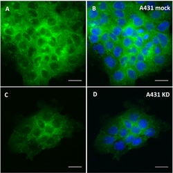 Biolegend Purified anti-CD2AP [W21094A]; Isotype: Rat IgG2a κ; Reactivity: