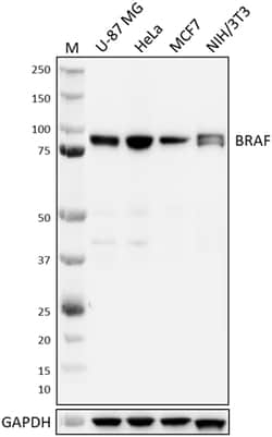 Biolegend&nbsp;Purified anti-B-Raf [W21141A]; Isotype: Rat IgG2b κ; Reactivity: Human Mouse; Apps: WB; Size: 25 ug