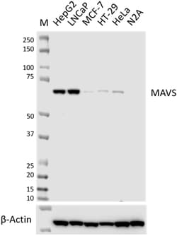 Biolegend Purified anti-MAVS [W21144C]; Isotype: Rat IgG2b κ; Reactivity: