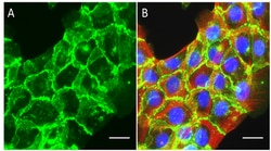 Biolegend Purified anti-γ-Catenin [W22004E]; Isotype: Rat IgG2b κ; Reactivity:
