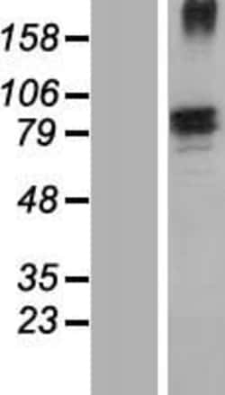 Amsbio LLC&nbsp;Fibronectin (FN1) (NM_212474) Human Over-expression Lysate