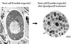 Amsbio LLC&nbsp;Zymolyase (R) 100T (Arthrobacter luteus) for degradation of yeast cell walls