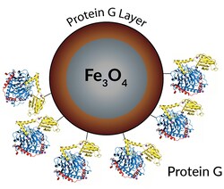 LUNA NANOTECH INC PROTEIN G MAGNETIC BEADS