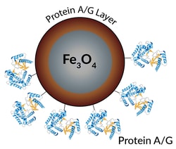 LUNA NANOTECH INC PROTEIN A/G MAGNETIC BEADS
