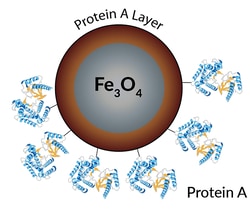 LUNA NANOTECH INC PROTEIN A MAGNETIC BEADS