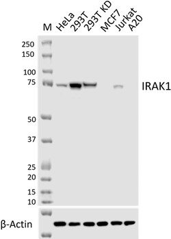 Biolegend&nbsp;Purified anti-IRAK1 [W22166E]; Isotype: Rat IgG2a, κ; Reactivity: Human; Apps: WB, ICC; Size: 100 μg
