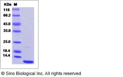 Sino Biological Recombinant Mouse GRO gamma/CXCL3 Protein (His Tag), Quantity: