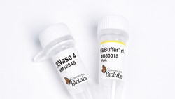 New England Biolabs, Inc.&nbsp;RNase 4 - 12500 units