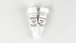 New England Biolabs, Inc.&nbsp;WarmStart Afu Uracil DNA Glycosylase (UDG) - 200 units