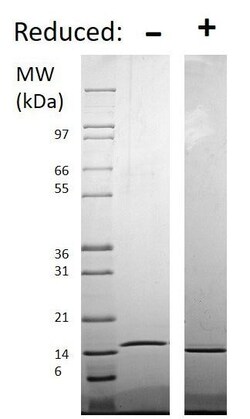 Abcam&nbsp;Recombinant human TRAP/CD40L protein (Soluble, Animal Free), 50UG