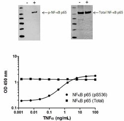 Abcam&nbsp;NF kappaB p65 (pS536) ELISA Kit, 1 x 96 Tests