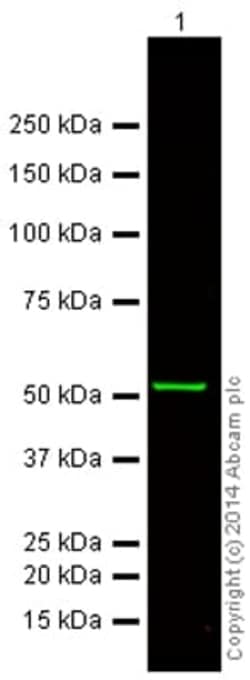 Abcam&nbsp;Donkey Anti Mouse IgG H&L (Alexa Fluor 750)