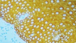 Abcam&nbsp;StayYellow/HRP, 30ML