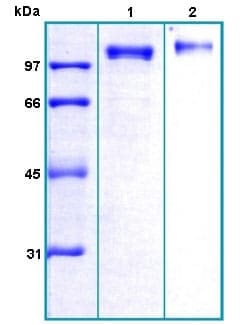 Abcam&nbsp;Recombinant Human ENPP1/PC1 protein, 100UG