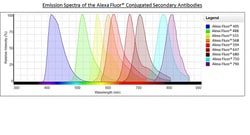Abcam&nbsp;Donkey Anti Mouse IgG H&L (Alexa Fluor 555)