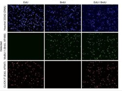 Abcam&nbsp;BrdU (5-bromo-2'-deo x yuridine), Thymidine analog, 500MG