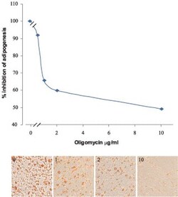 Abcam&nbsp;Oligomycin, ATP synthase inhibitor, 1MG