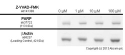Abcam Z-YVAD-FMK, Irreversible caspase-1 inhibitor, 5MG