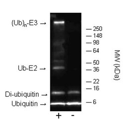 Abcam&nbsp;E3 Ligase Auto Ubiquitylation Assay Kit