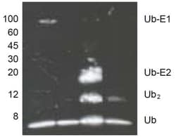 Abcam&nbsp;Ubiquitylation Assay Kit