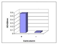 Abcam&nbsp;Calcineurin Phosphatase Activity Assay Kit (Colorimetric)