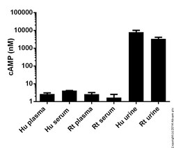 Abcam cAMP Assay Kit (Competitive ELISA, Fluorometric)