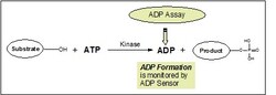 Abcam&nbsp;Universal Kinase Assay Kit (Fluorometric)