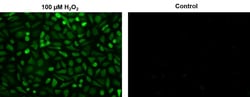 Abcam Hydrogen Peroxide Assay Kit (Cell based)