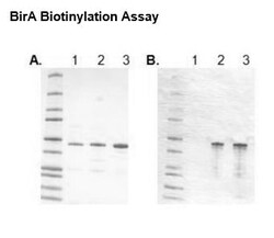 Abcam Recombinant E. coli BirA protein (Active), 100UG