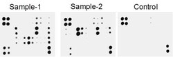 Abcam&nbsp;Cytokine Array   Mouse Cytokine Antibody Array (Membrane, 62 Targets)