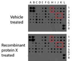 Abcam&nbsp;Cytokine Array   Mouse Cytokine Antibody Array (Membrane, 32 Targets)