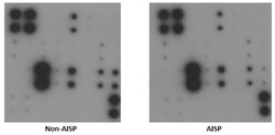 Abcam&nbsp;Cytokine Array   Mouse Cytokine Antibody Array (Membrane, 22 Targets)