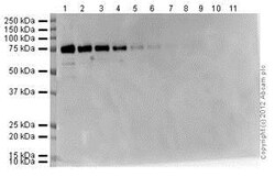 Abcam&nbsp;ECL Substrate Kit (Ultra High Sensitivity), 20ML