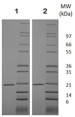 Abcam Recombinant mouse RANKL protein (Active), 500UG