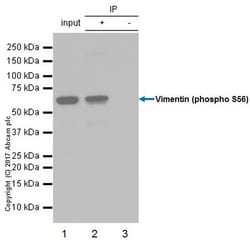 Abcam&nbsp;Nocodazole, Microtubule inhibitor, 50MG