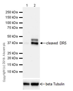 Abcam&nbsp;Do x orubicin hydrochloride, Topoisomerase II inhibitor, 10MG
