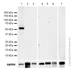 Abcam&nbsp;Z-VAD(OH)-FMK, Irreversible general caspase inhibitor, 5MG
