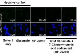 Abcam&nbsp;7-Chlorokynurenic acid sodium salt, NMDA receptor glycine site antagonist, 50MG