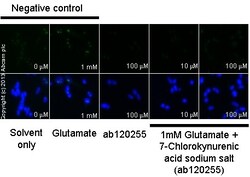 Abcam&nbsp;7-Chlorokynurenic acid sodium salt, NMDA receptor glycine site antagonist, 10MG